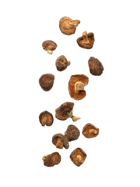 Fallen Shiitake Pilz Isoliert Auf Weißem Hintergrund Mit Clipping Pfad — Stockfoto