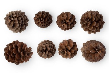 Çam kozalakları kırpma yolu ile beyaz arkaplanda izole.