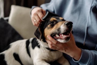 Korona virüsü karantinası sırasında evdeki hayvan bakımı. Tırnaklarını kesip, köpeğin tüylerini tarıyor.