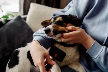 Korona virüsü karantinası sırasında evdeki hayvan bakımı. Tırnaklarını kesip, köpeğin tüylerini tarıyor.