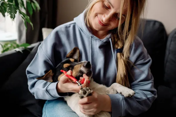 Korona Virüsü Karantinası Sırasında Evdeki Hayvan Bakımı Tırnaklarını Kesip Köpeğin — Stok fotoğraf