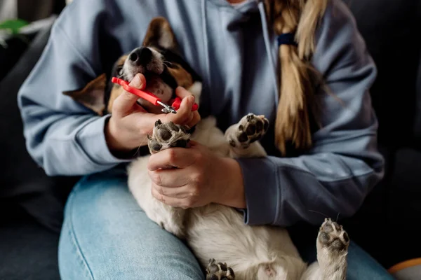Korona Virüsü Karantinası Sırasında Evdeki Hayvan Bakımı Tırnaklarını Kesip Köpeğin — Stok fotoğraf