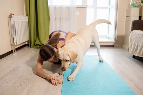拉布拉多犬的妇女在家里做瑜伽练习和体能训练 免版税图库图片