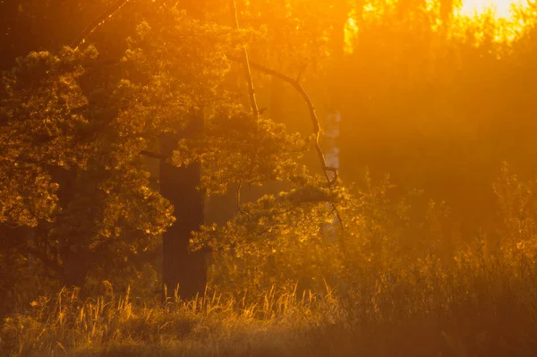 Туманное Осеннее Утро Восхода Солнца Лесу — стоковое фото