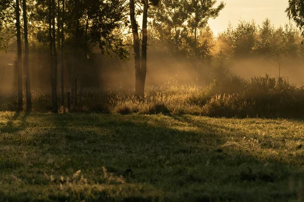 Ködös Színes Hajnal Erdőben Ősszel — Stock Fotó