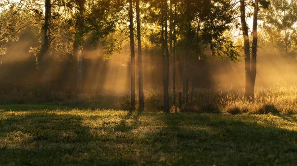 Neblig Farbenfroher Sonnenaufgang Herbst Wald — Stockfoto