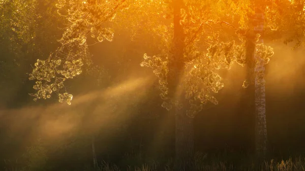 Туманное Осеннее Утро Восхода Солнца Лесу — стоковое фото