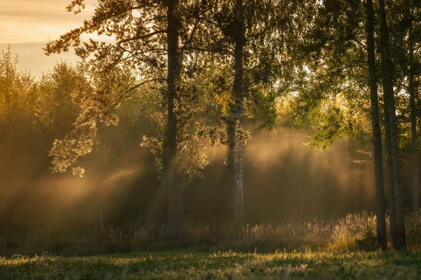 Neblig Farbenfroher Sonnenaufgang Herbst Wald — Stockfoto