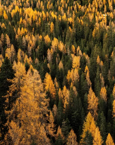 Vista Aérea Uma Floresta Alpes Italianos Durante Temporada Outono — Fotografia de Stock