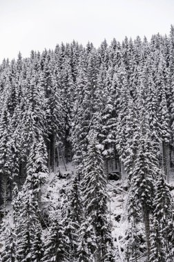 Norveç 'in dik tepelerindeki orman, kış boyunca