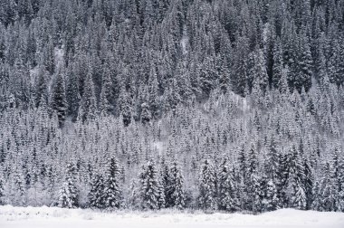 Norveç 'in dik tepelerindeki orman, kış boyunca