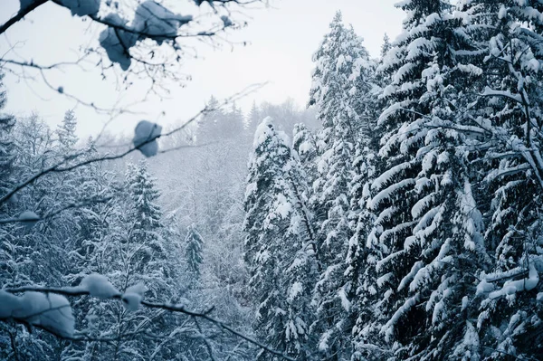 Paisaje Invierno Paisaje Largo Del Río Amata Sendero Durante Invierno — Foto de Stock