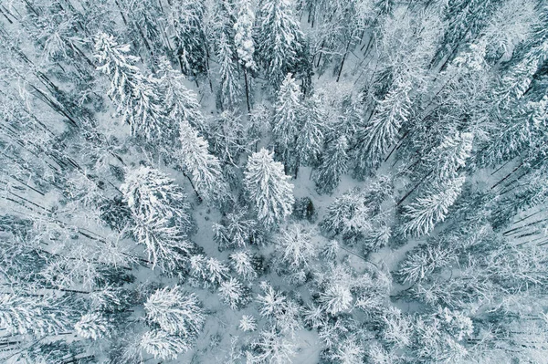 Vista Aérea Del Bosque Durante Invierno — Foto de Stock