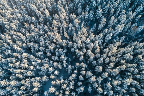 Vista Aérea Del Bosque Durante Mañana Invierno — Foto de Stock