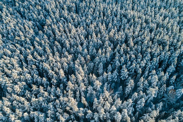Luchtfoto Van Het Bos Tijdens Winterochtend — Stockfoto