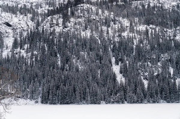 Bos Een Steile Heuvel Noorwegen Winter — Stockfoto