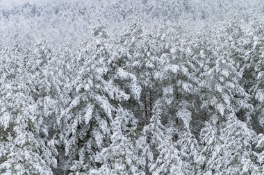 Karla kaplı ağaçların olduğu ormanda kış (yüksek ISO görüntüsü))