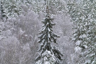 Karla kaplı ağaçların olduğu ormanda kış (yüksek ISO görüntüsü))