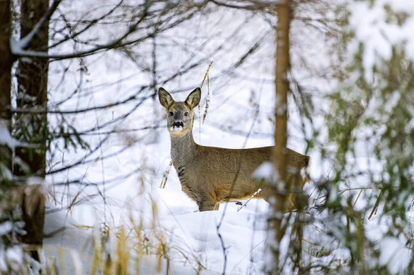 Kışın ormanda genç bir geyik.