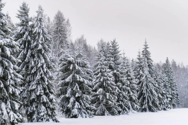 Invierno Bosque Con Árboles Cubiertos Nieve Imagen Iso Alta — Foto de Stock
