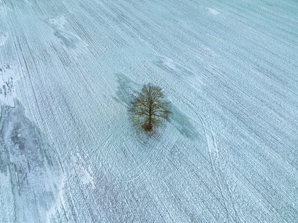 겨울철해 눈으로 뒤덮인 농경지에 나무를 공중에서 — 스톡 사진