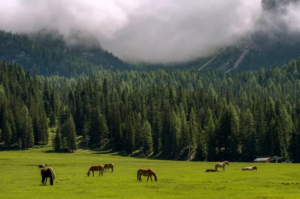 Belo Prado Com Cavalos Perto Lago Misurina Alpes Italianos — Fotografia de Stock