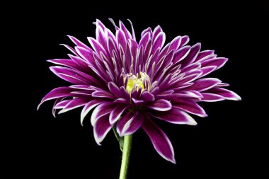 Krizantem tasarlamak