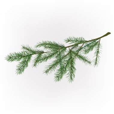 Noel ağacı dalı