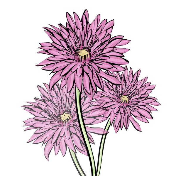 Crisantemo moteado — Vector de stock