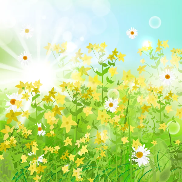 Green Grass Yellow Flowers — Stock Vector
