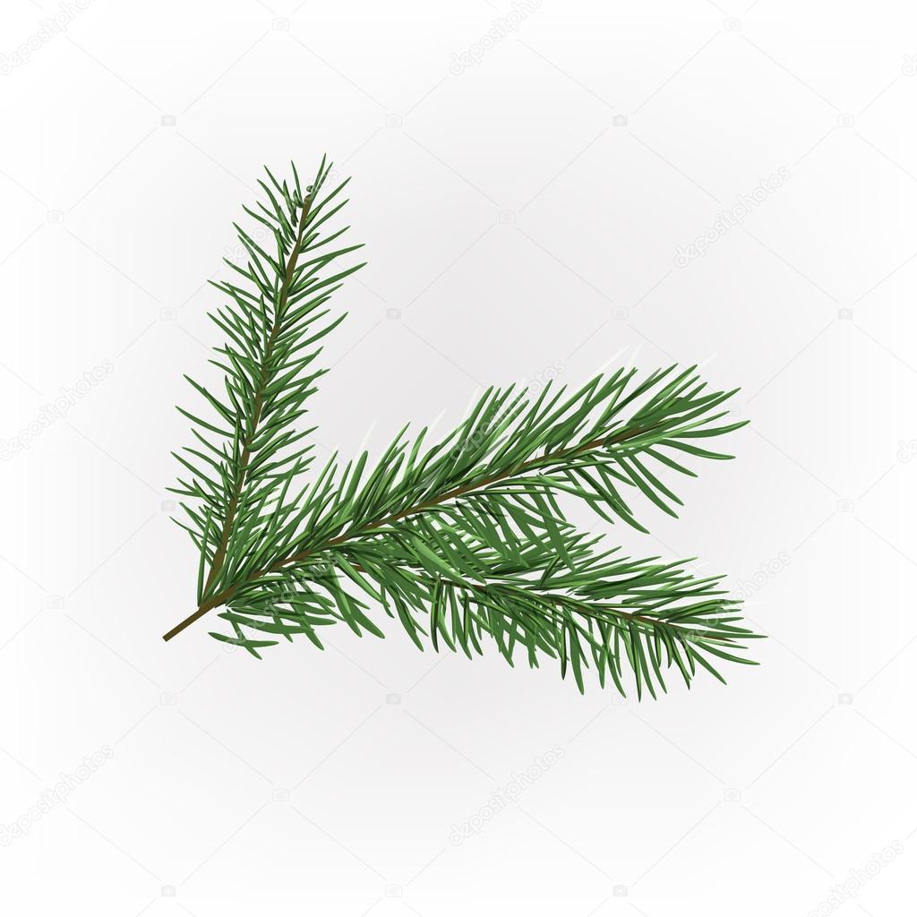 Christmas tree branch