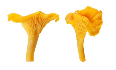 Chanterelle mushroom clipart