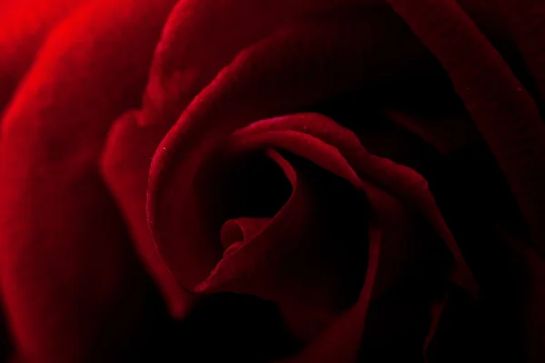 Rose close-up — Fotografia de Stock
