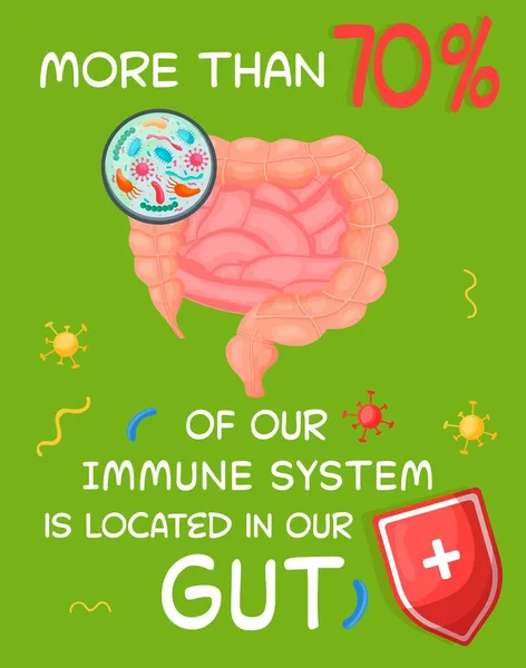 Más del 70 por ciento de nuestro sistema inmunológico se encuentra en nuestro intestino. — Archivo Imágenes Vectoriales