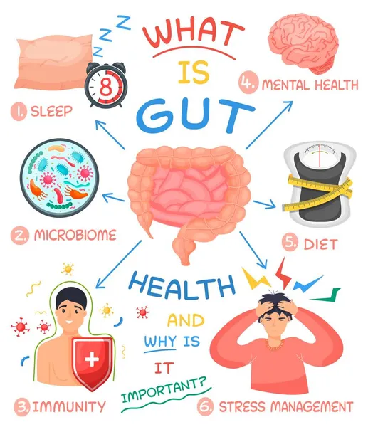 Gut sağlık tıbbi bilgi grafikleri ayarlandı. Sağlıklı sindirim ve sağlık için bağırsak bileşenleri. Vektör illüstrasyonu — Stok Vektör