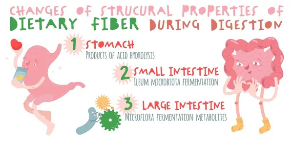 Cartel horizontal de fibra dietética. Banner de DIgestion con personajes de dibujos animados en un estilo de moda. — Archivo Imágenes Vectoriales