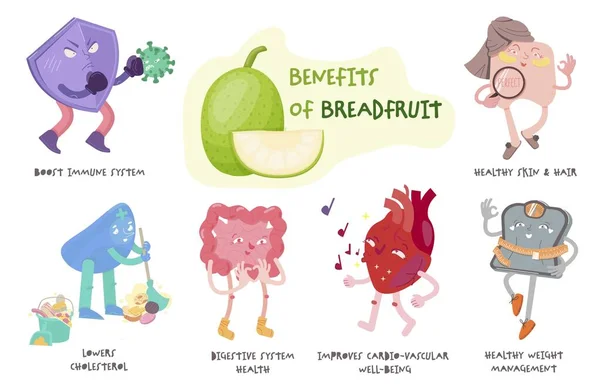 Brotfrucht gesundheitliche Vorteile, medizinische Infografik. Vektorillustration — Stockvektor