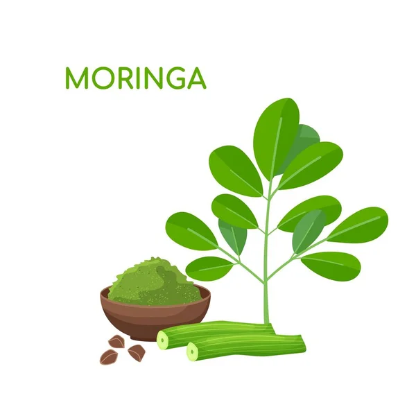 Moringa oleifera. Planta útil con muchas vitaminas y minerales. — Vector de stock