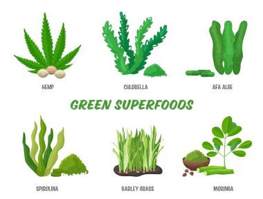 Superfood seti, vektör çizimi. Sağlıklı besleyici ürünler