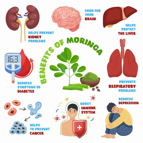 Moringa benefits, superfood for healthy eating. Editable isolated vector illustration. — Archivo Imágenes Vectoriales