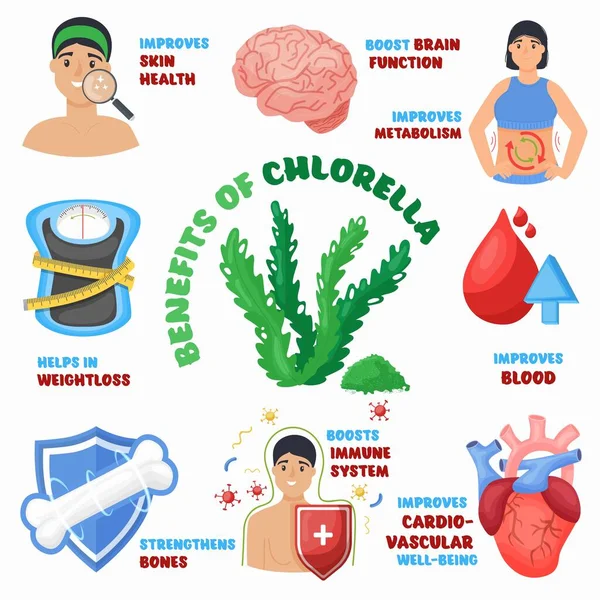 Beneficios de Clorella, superalimento para una alimentación saludable. Ilustración vectorial editable — Vector de stock