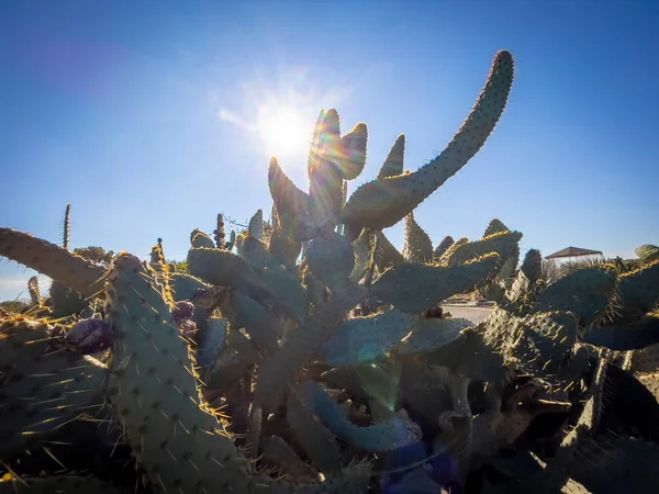 Les Cactus Sont Des Plantes Indigènes Aux Endroits Avec Des — Photo