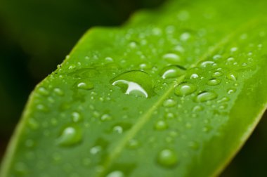 Yeşil yaprağa su damlası