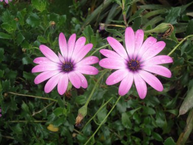 iki leylak çiçeği.