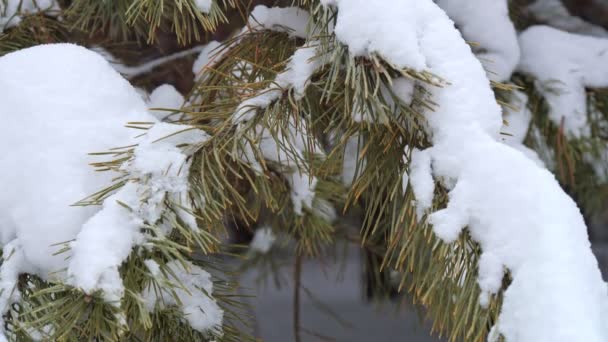 Primer plano de ramas con agujas de un árbol de coníferas, con planta de nieve en bosque invernal — Vídeos de Stock