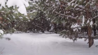 Yeşil çam ormanında kar yağışı. Kış mevsiminde parkta ağaçlar.