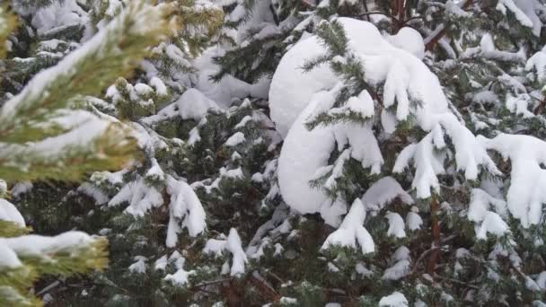 Χιόνι πέφτει βαριά σε ένα δάσος στα κλαδιά των δέντρων. Ο χειμώνας πλησιάζει. — Αρχείο Βίντεο