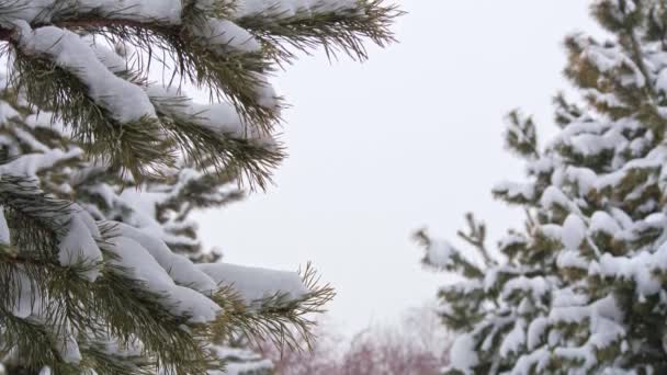 Ramas de pino nevado de cerca. Árboles cubiertos de nieve de coníferas en invierno con fondo de cielo blanco. — Vídeos de Stock