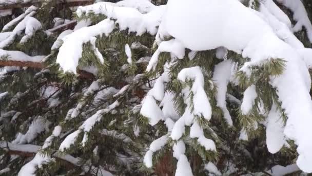 Śnieg pada mocno w lesie na gałęziach drzew. Nadchodzi zima. — Wideo stockowe