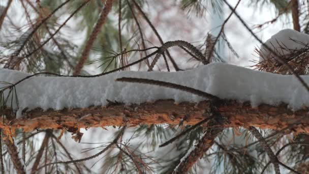 Primer plano de ramas con agujas de un árbol de coníferas, con planta de nieve en bosque invernal — Vídeos de Stock